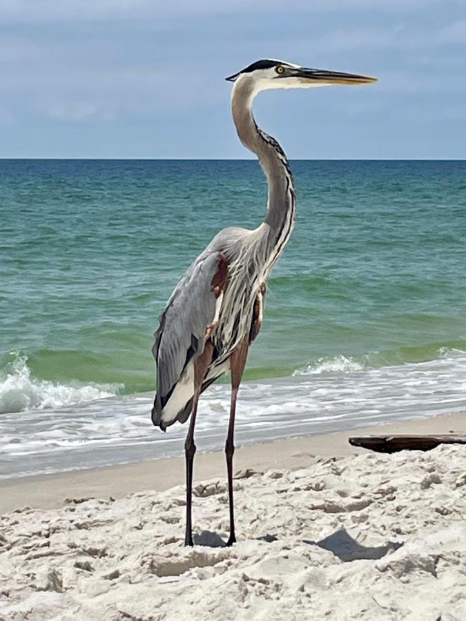 Apartament Shoalwater 704 Orange Beach Zewnętrze zdjęcie